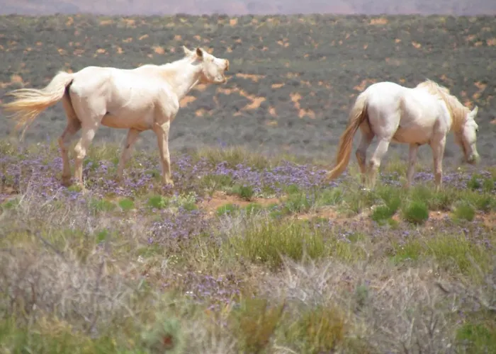 Painted Desert Wellness Retreat * Pinta